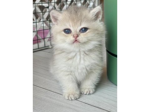 Ev ortamında büyüyen safkan british shorthair yavrular