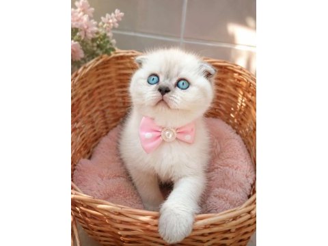 Mavi gözlü blue point scottish fold yavrular