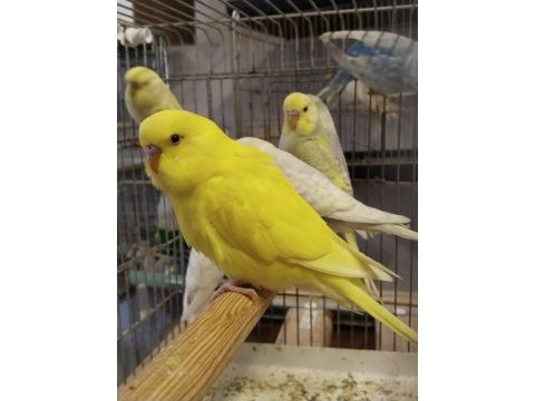 Bebek muhabbet kuşlar erkek ve dişi rengârenk