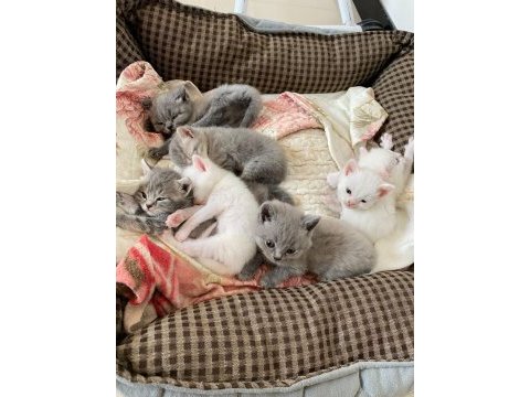Wc eğitimli son gri ve beyaz british shorthair yavrularımız