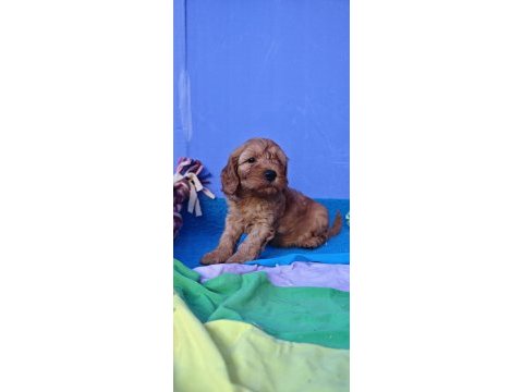 A kalite koyu renk erkek cockapoo yavrular