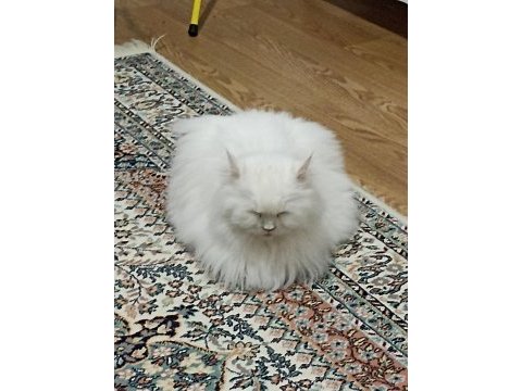 British longhair 1 yaşında