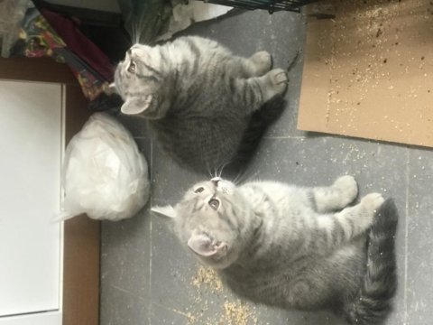 2 erkek 1 dişi 65 günlük british shorthair yavruları