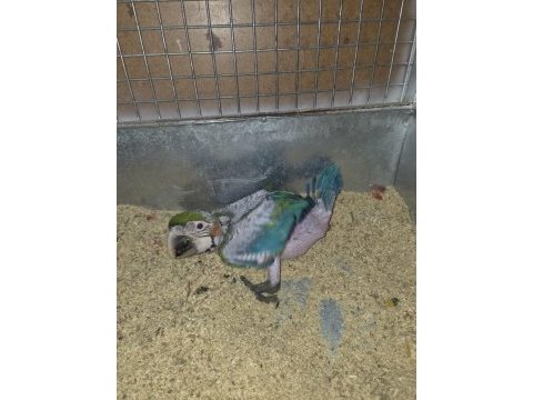 Orman bakanlığı belgeli yavru evcil harlequin macaw