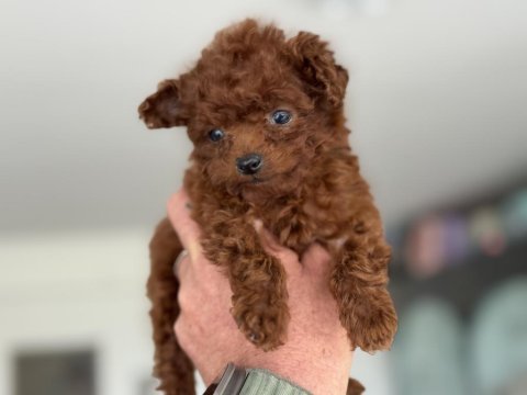 Petmode köpek çiftliğinden tea cup poodle yavrular