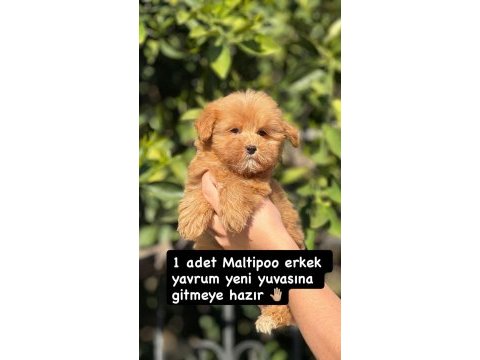 Çağrı çemçem in sizin için seçtiği özel yavrular 