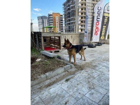 11 aylık dişi alman çoban köpeği