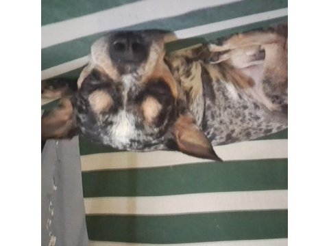 3 yaşında enerjik şivava chihuahua