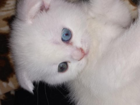 Pamuk scottish fold oğlum