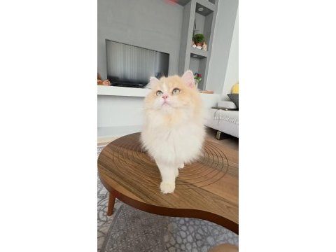 British longhair kedilerim