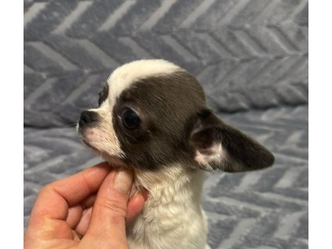 4 aylık erkek şecereli anne babadan chihuahua