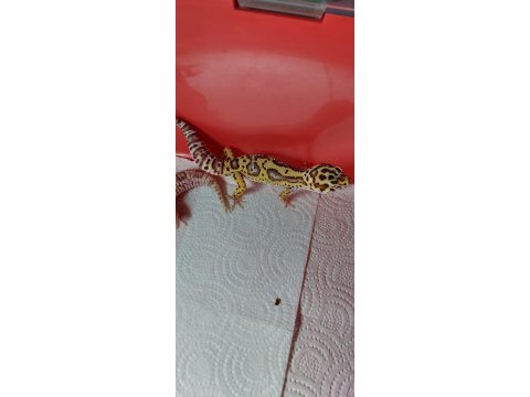 6 aylık mack snow leopard gecko