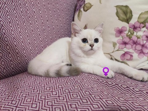 Saf kan full şecereli british shorthair kediler