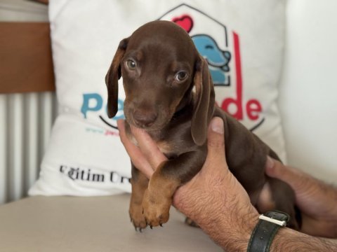 Petmode köpek çiftliğinden dacshund yavrumuz