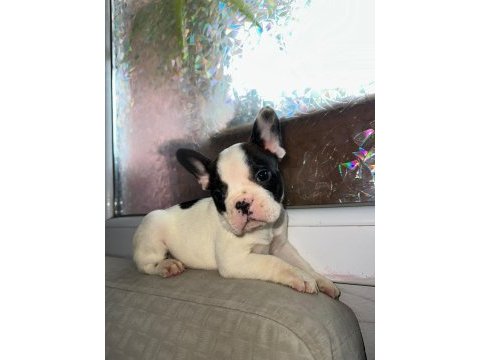 Safkan french bulldog güzellik
