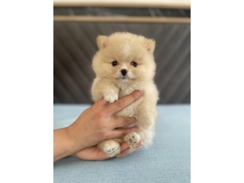 Orjinal ayı surat pomeranian boo