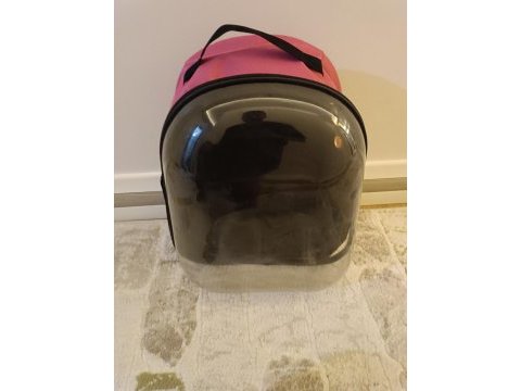 Kedi sahiplendirilecek