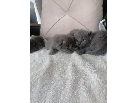 Scottish fold yavru antalya