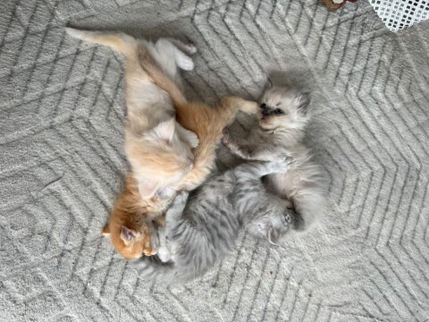Yeni yuvasını sabırsızlık ile bekliyor kedilerimiz