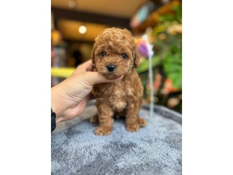 Sağlık ve ırk garantili toy poodle