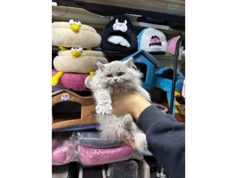 Üst kalite british longhair yavru bebekler