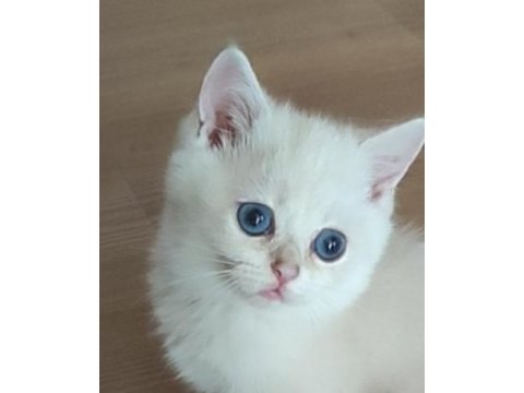 Safkan british shorthair