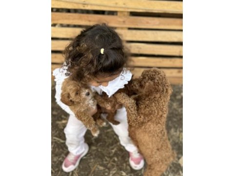 Toy poodle
