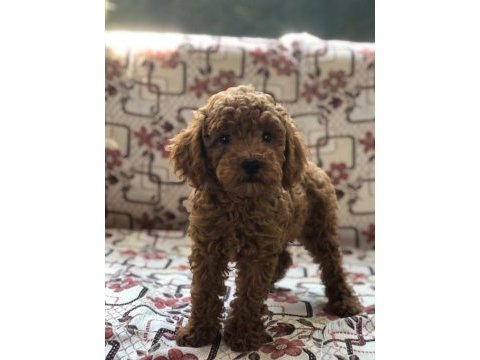 Toy poodle dişi yavru