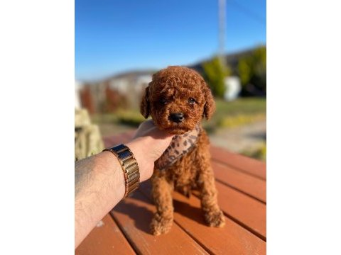 Max 2 kg olacak poodle bebekler