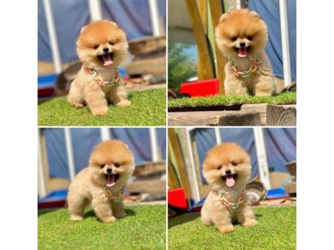 2.5 aylık pomeranian boo ayı surat sağlık garantili