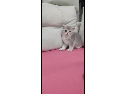 Uyguna british shorthair erkek yavrumuza yuva