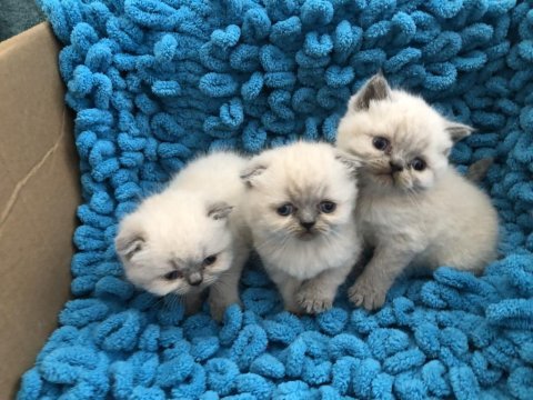 3 adet scottish fold ve british yavrumuz