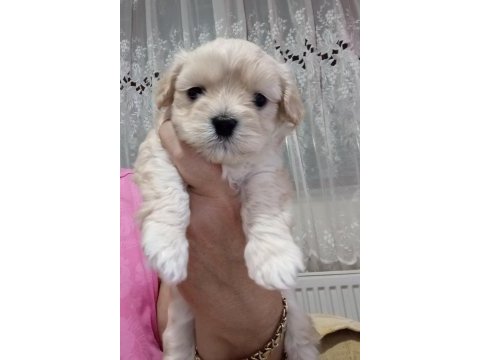 Sevimli yavrularımız yeni yuva hazır