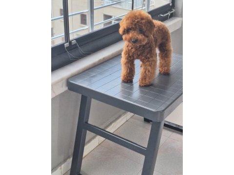 5 aylik erkek toy poodle