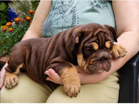 Üst düzey ingiliz bulldog yavrular