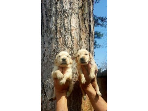 Golden bebekler retriever