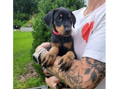 Afacan doberman bebekler kapıda ödeme mevcuttur