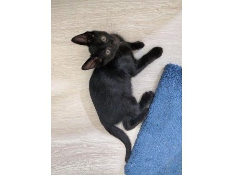 Acil! masrafı az yavru kedimiz karma aşıda desteklidir