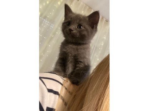 Sağlıklı british longhair