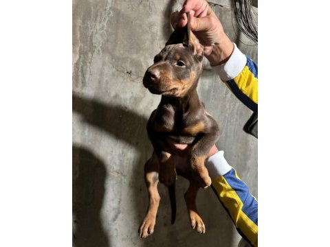 Doberman köpekler
