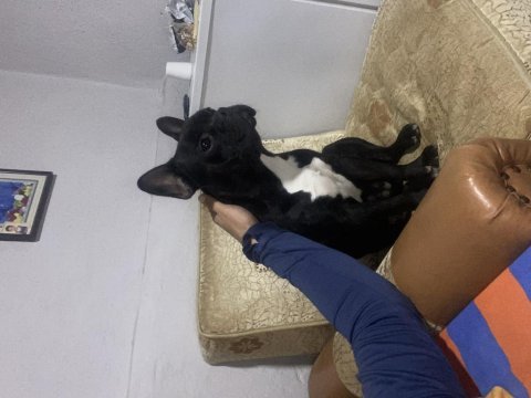 12 aylık erkek french bulldog