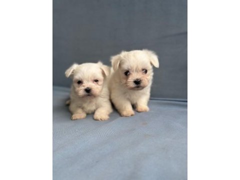 Maltese köpeği yavrularımız