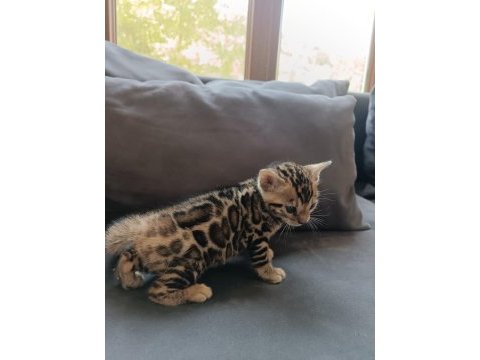 Wcf show class bengal bebekler