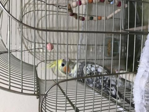 4.5 aylık erkek sultan papağanı