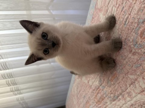 British shorthair 60 günlük erkek