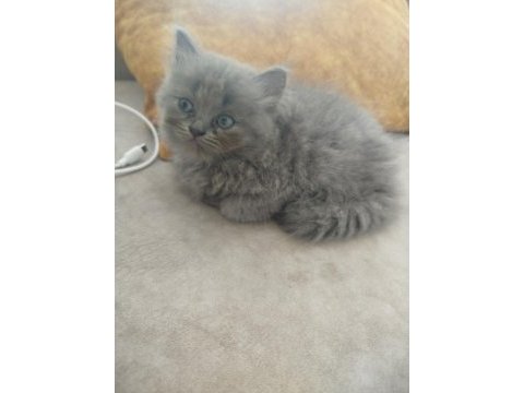 1.5 aylık british longhair