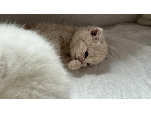 Yer ankara yeni güzel yuva kedilere ev arıyoruz