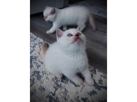 British shorthair blue point