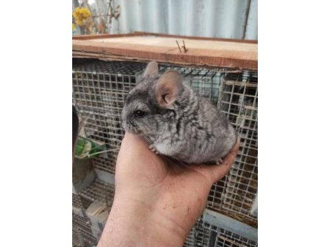 En yumuşak chinchilla dostunuz