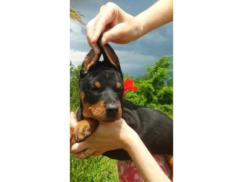 Irk garantili doberman yavrularımız